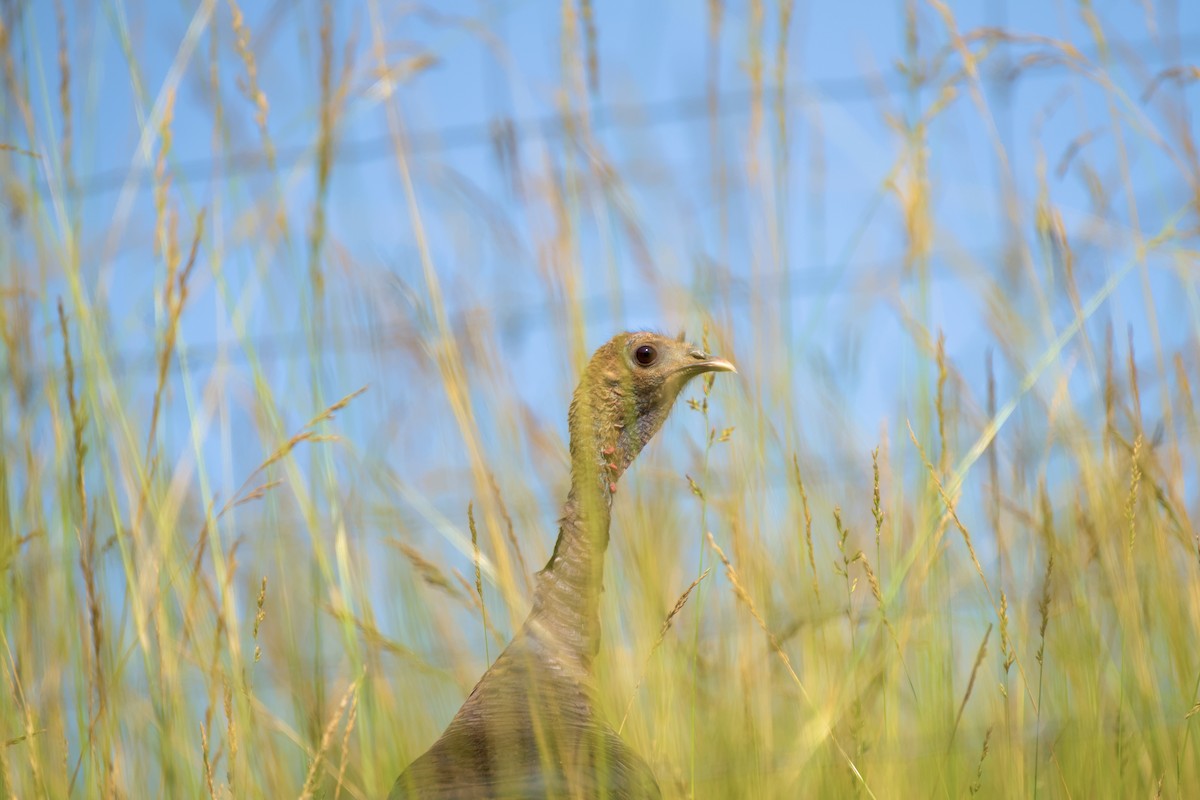 Wild Turkey - ML637706247