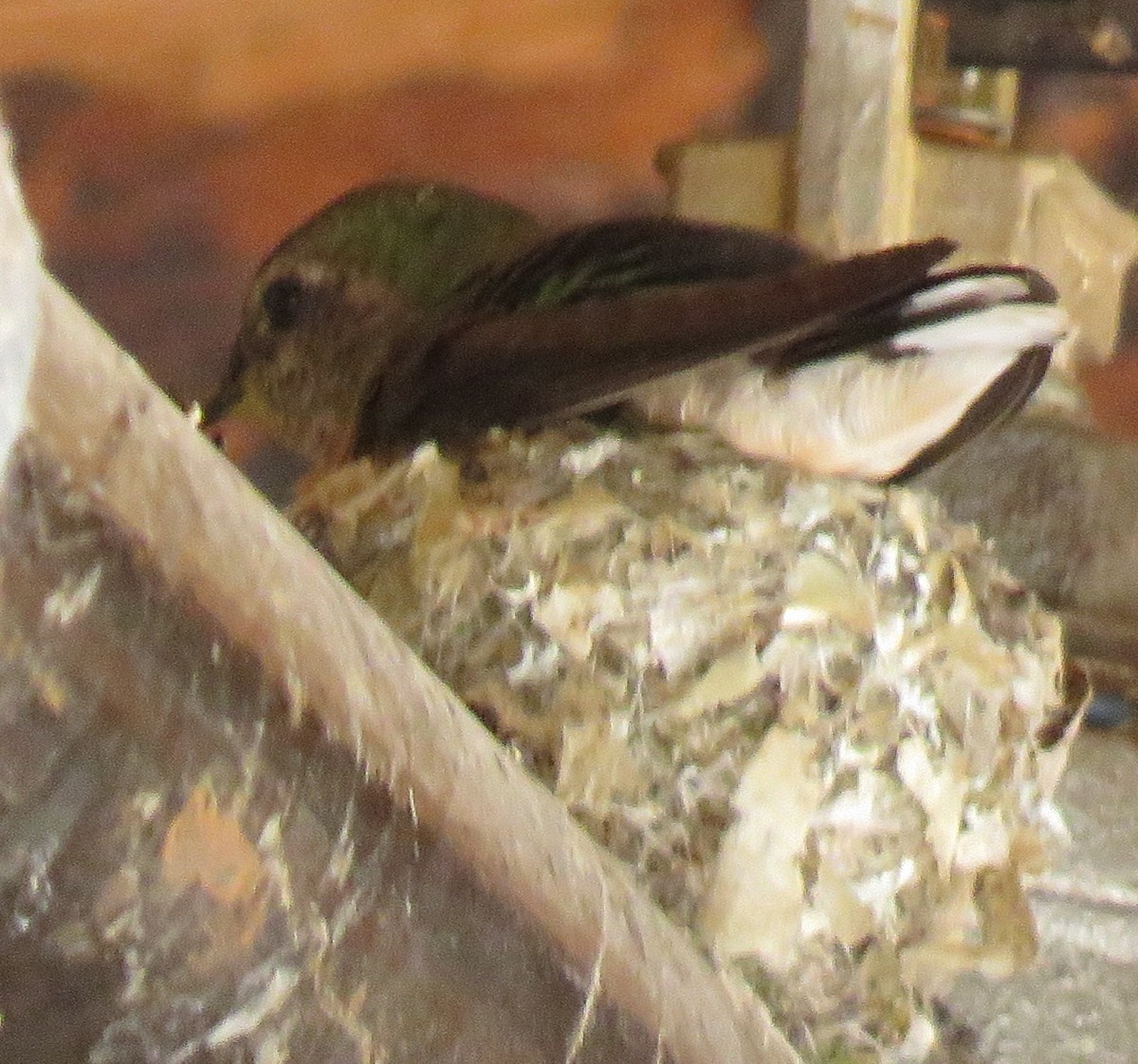 Broad-tailed Hummingbird - ML637706254
