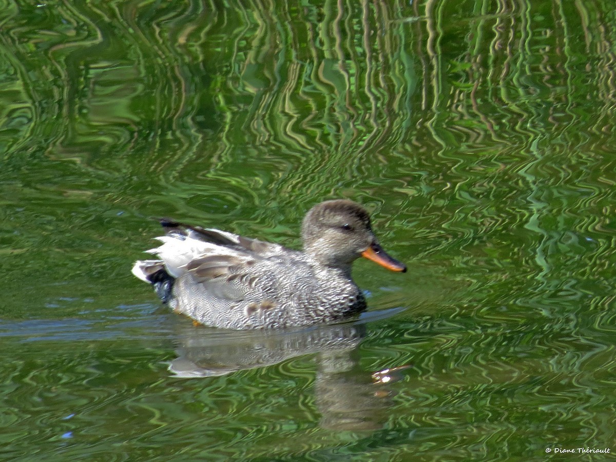 Gadwall - ML637706257