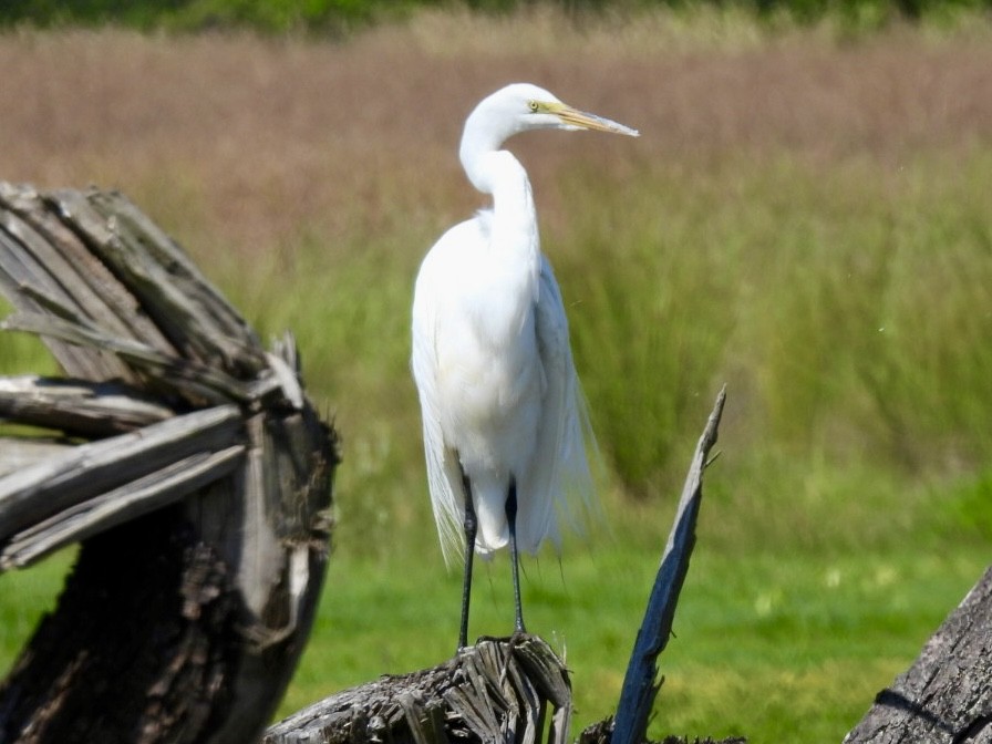 Great Egret - ML637706276