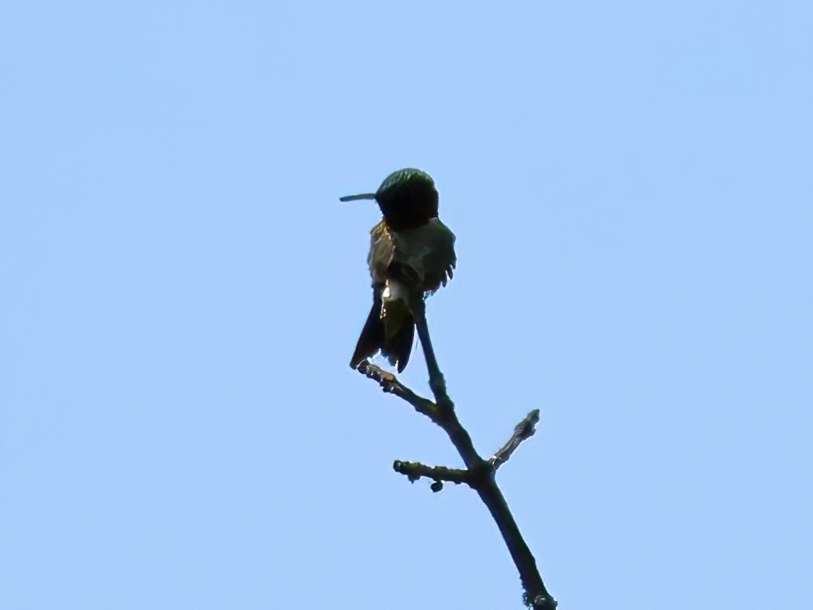 kalypta rubínohrdlá - ML637706277