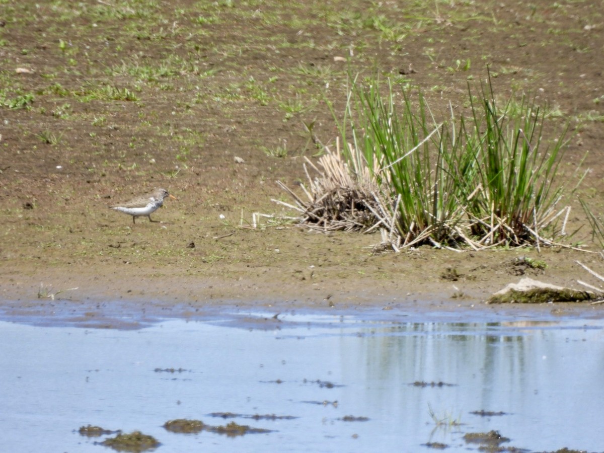 Spotted Sandpiper - ML637706283