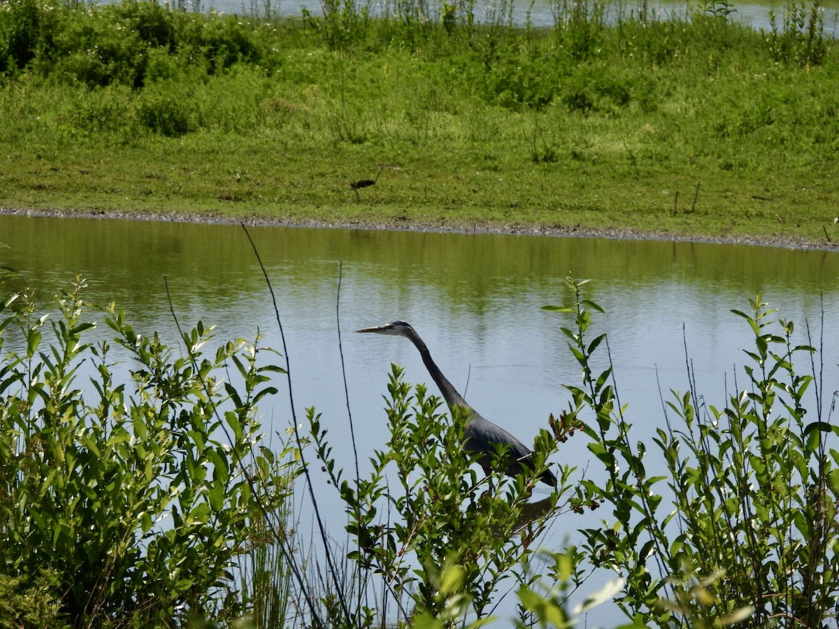 Great Blue Heron - ML637706284