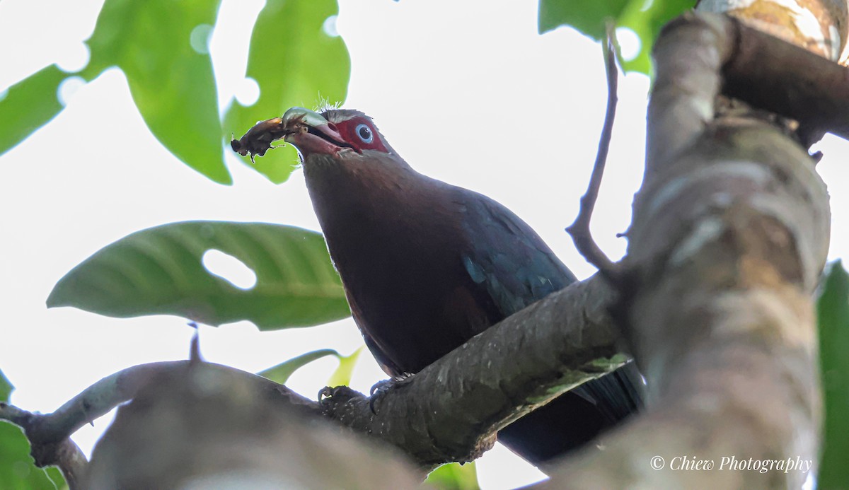 Chestnut-breasted Malkoha - ML637706290