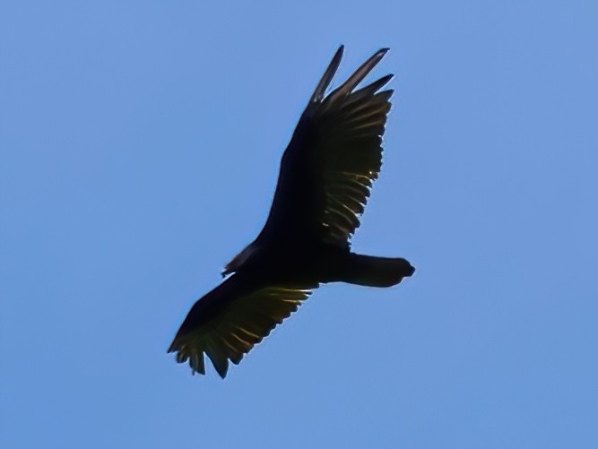Turkey Vulture - ML637706291