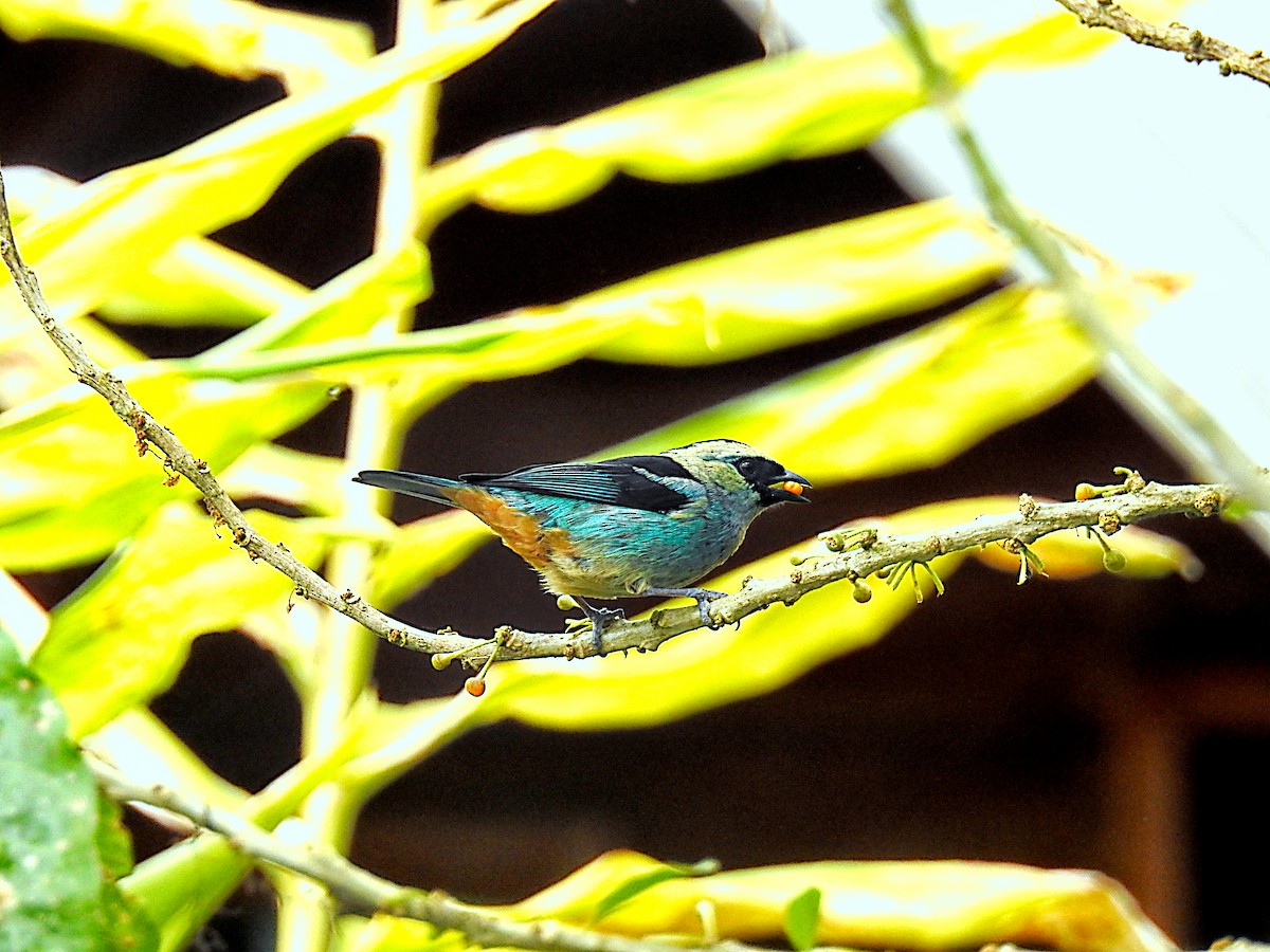 Metallic-green Tanager - ML637706292