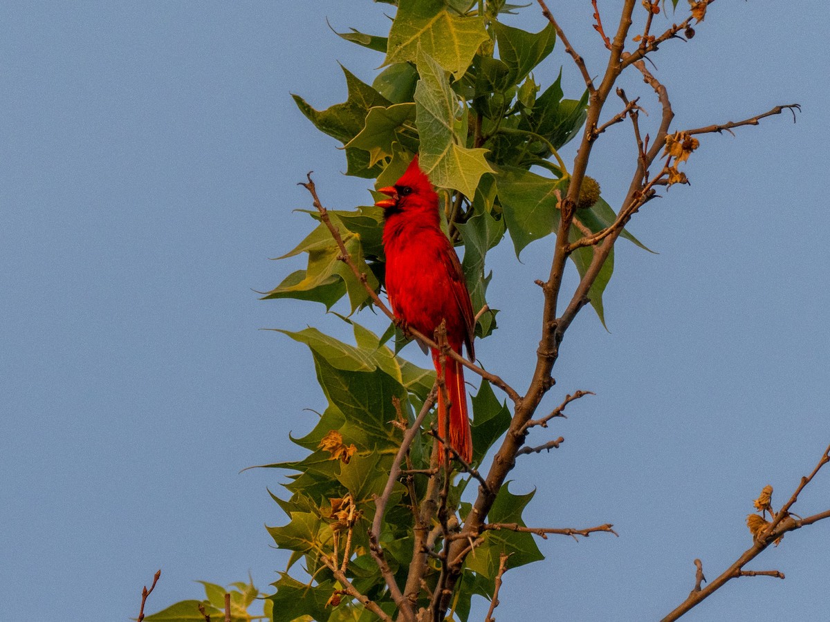 Northern Cardinal - ML637706300