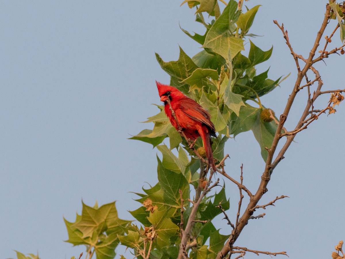 Northern Cardinal - ML637706301