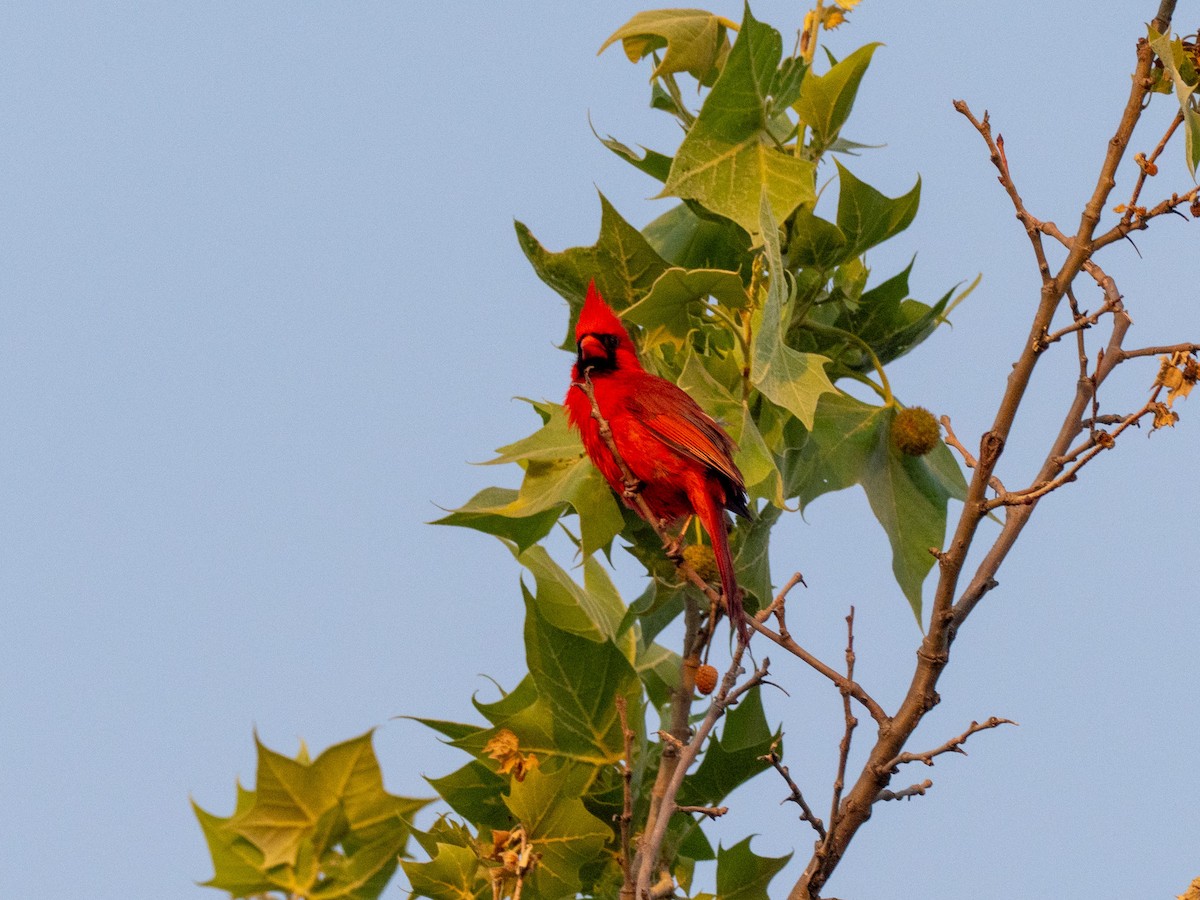 Northern Cardinal - ML637706302