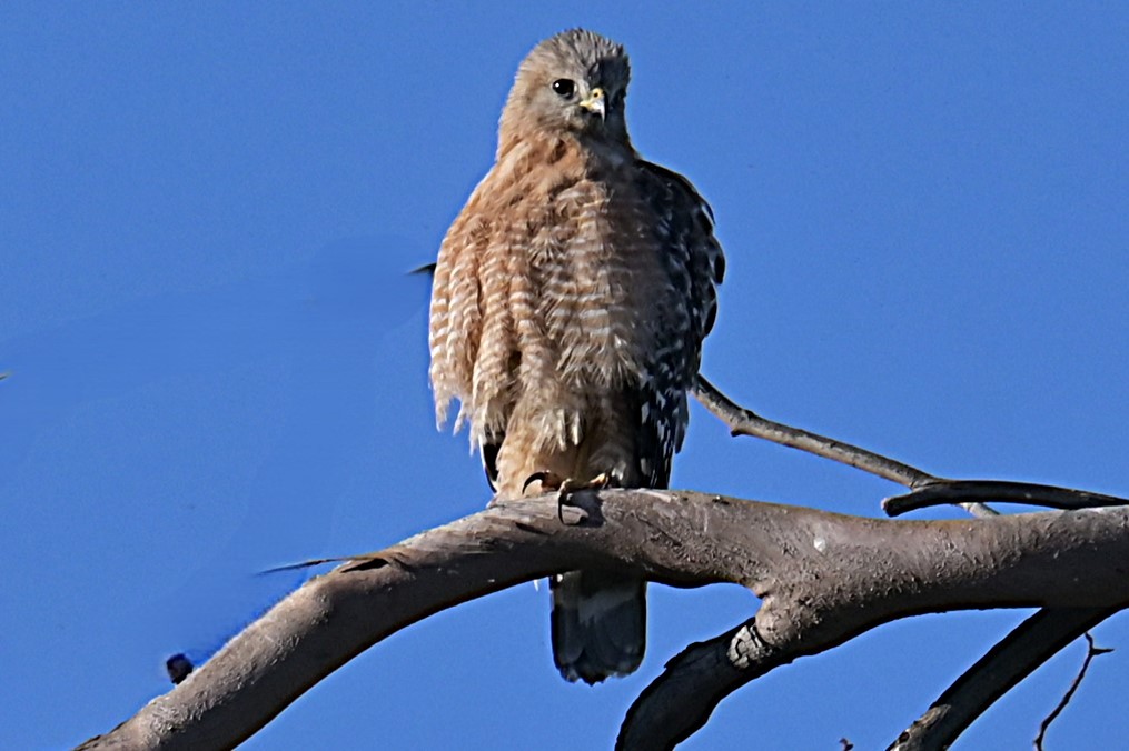 Red-shouldered Hawk - ML637706303