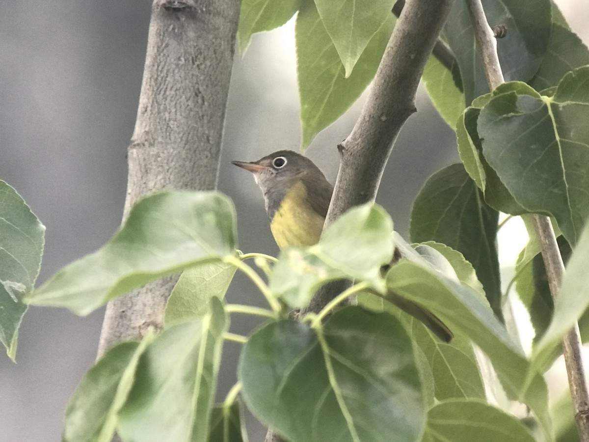 lesňáček kroužkooký - ML637706311