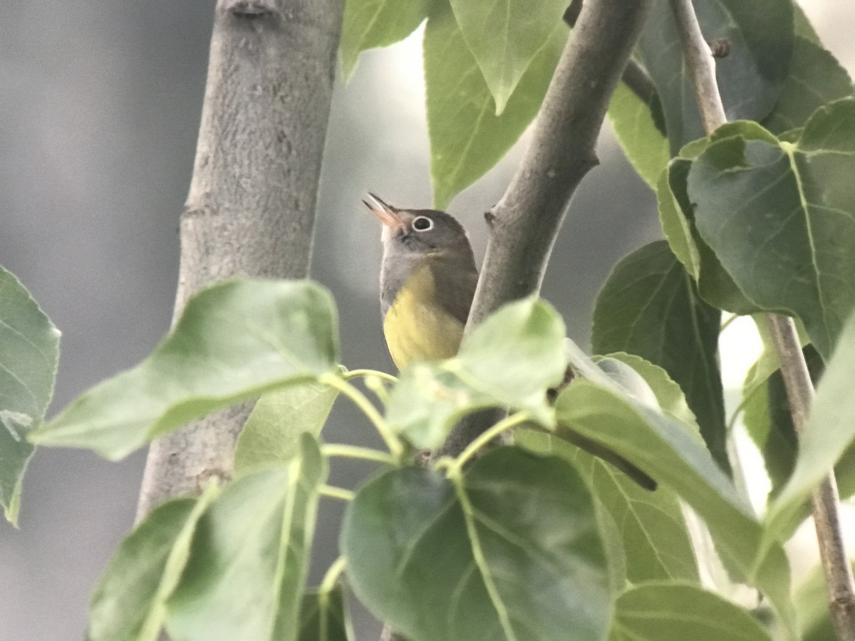 lesňáček kroužkooký - ML637706312