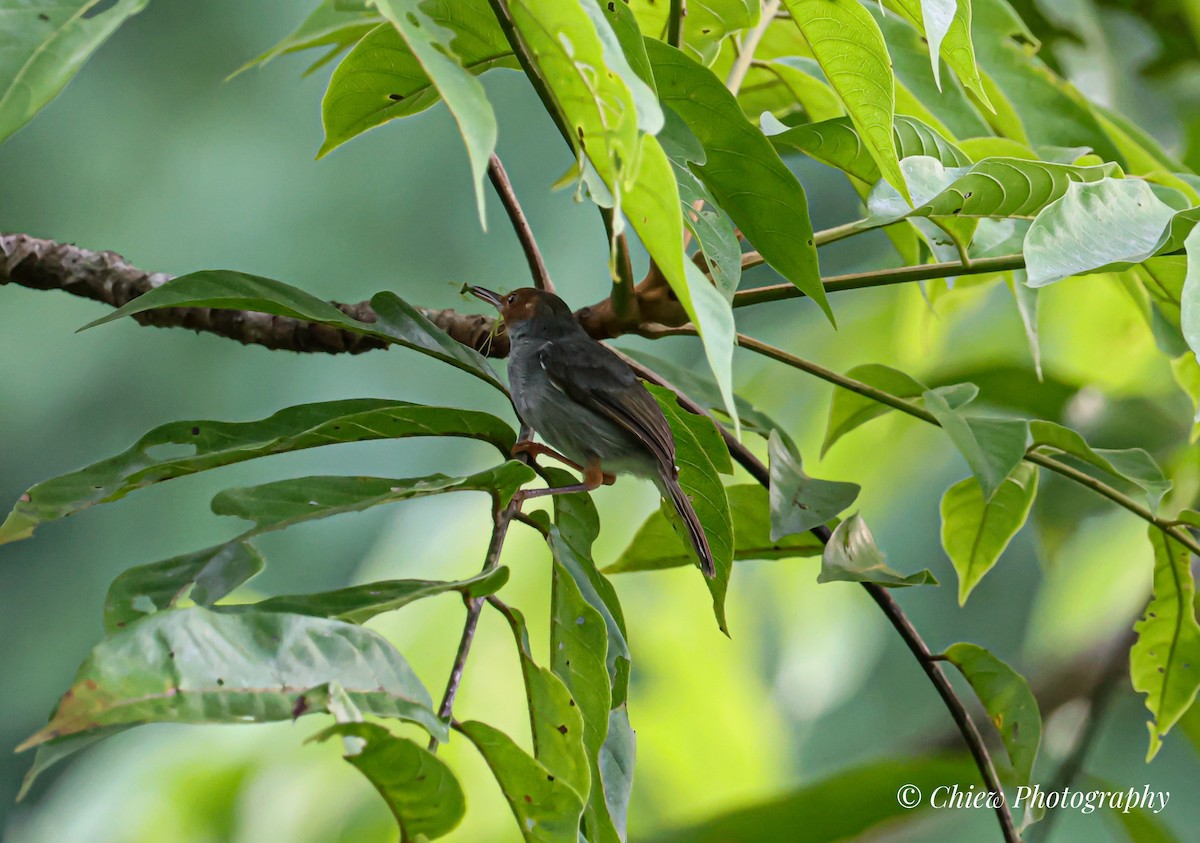 Ashy Tailorbird - ML637706337