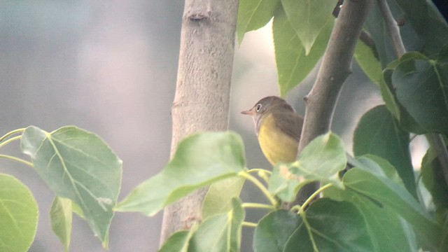 Connecticut Warbler - ML637706343