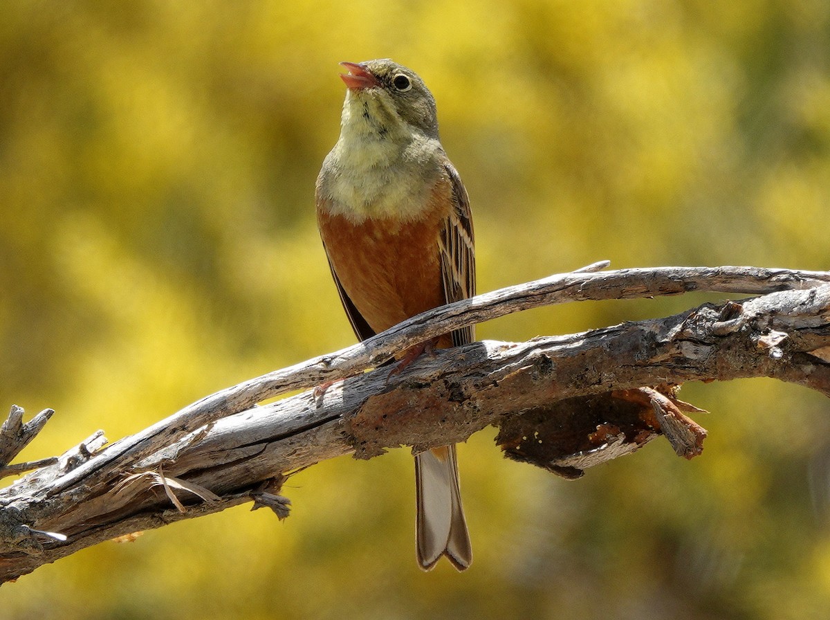 Ortolan Bunting - ML637706347