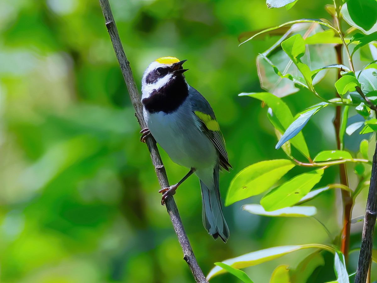 gullvingeparula - ML637706372