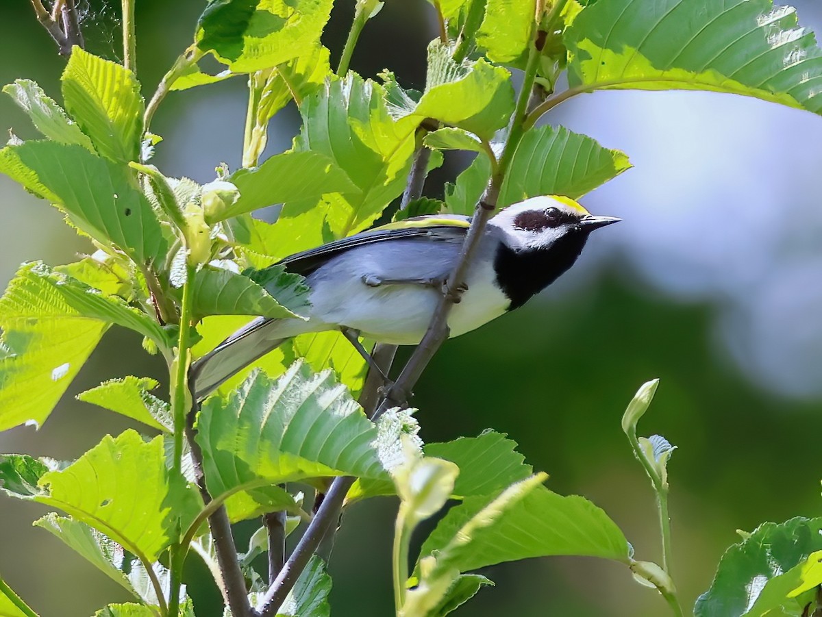 gullvingeparula - ML637706373