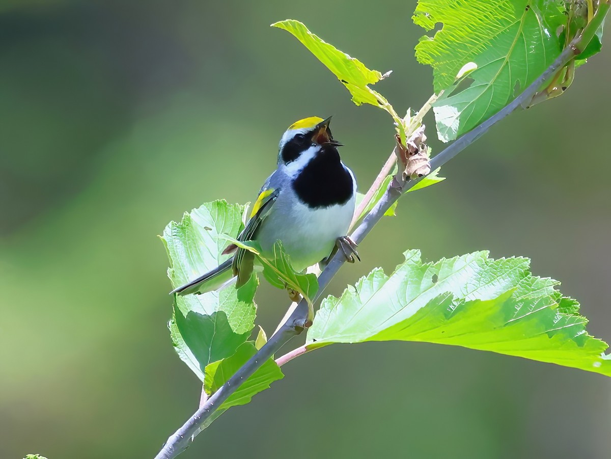 gullvingeparula - ML637706374