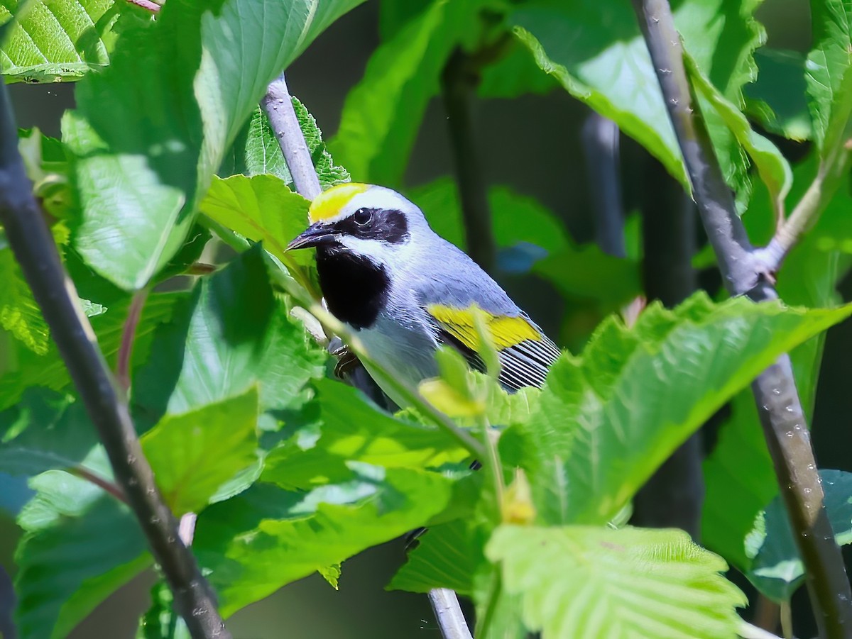 gullvingeparula - ML637706375