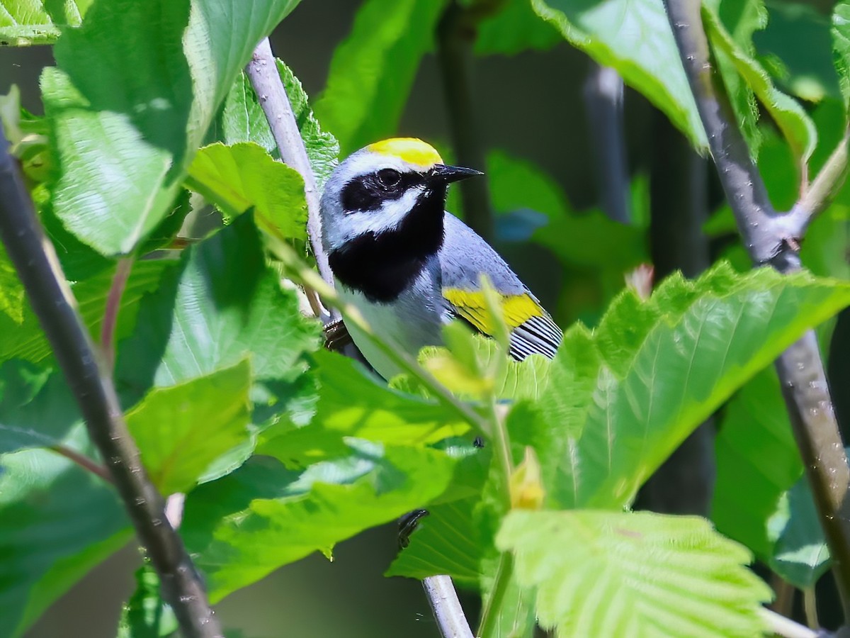 gullvingeparula - ML637706376