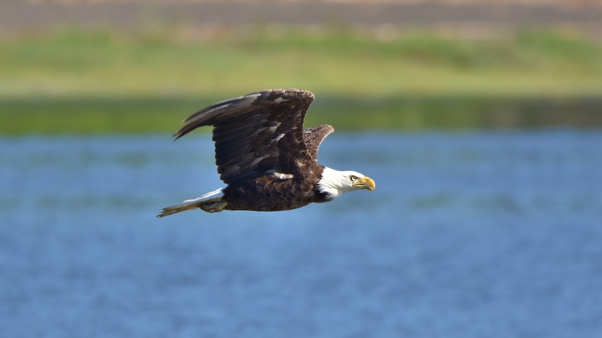 Weißkopf-Seeadler - ML637706393