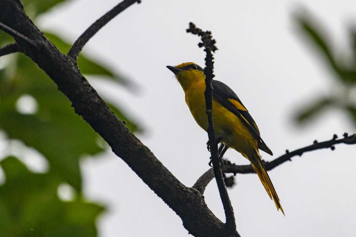 Orangemennigvogel - ML637706395