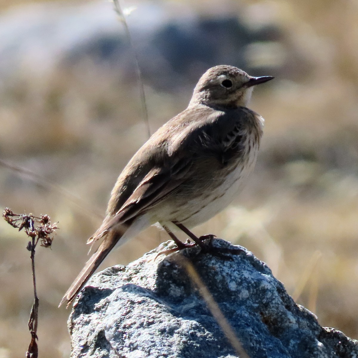 American Pipit - ML637706396