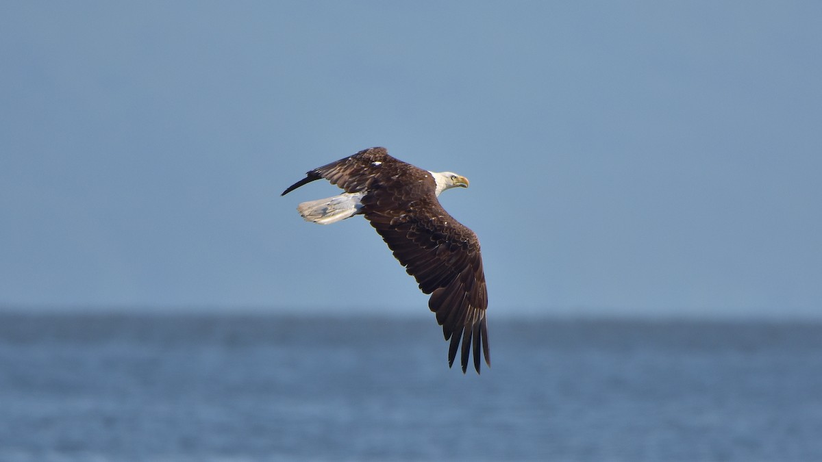 Weißkopf-Seeadler - ML637706402