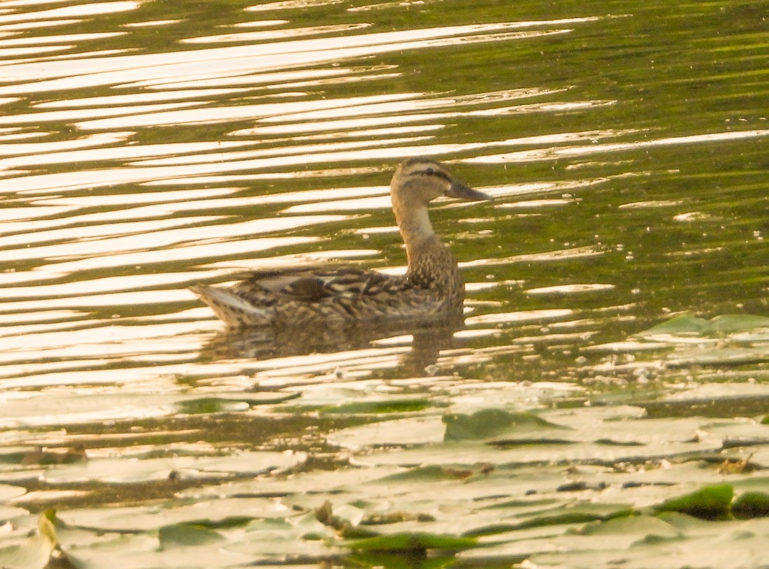 Stockente - ML637706405