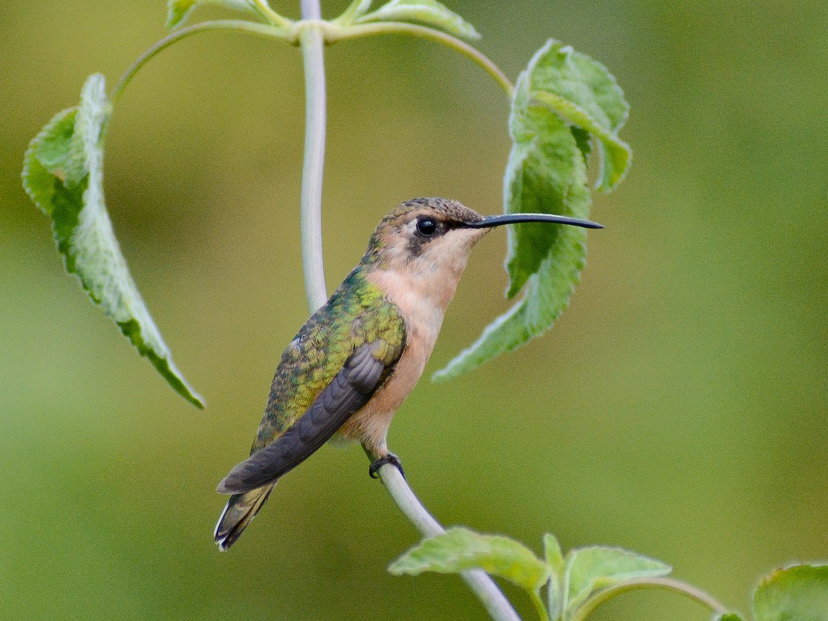 Scherenschwanz-Sternkolibri - ML637706406