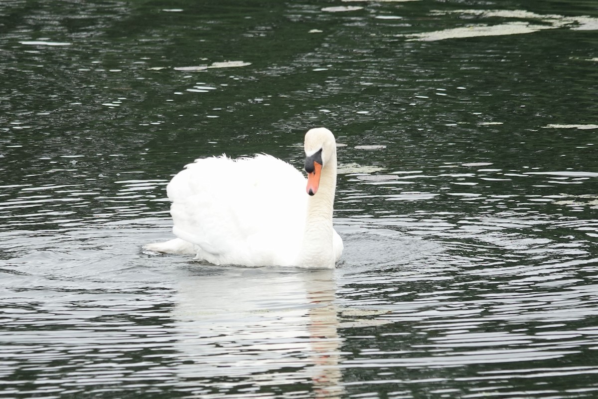 Höckerschwan - ML637706407