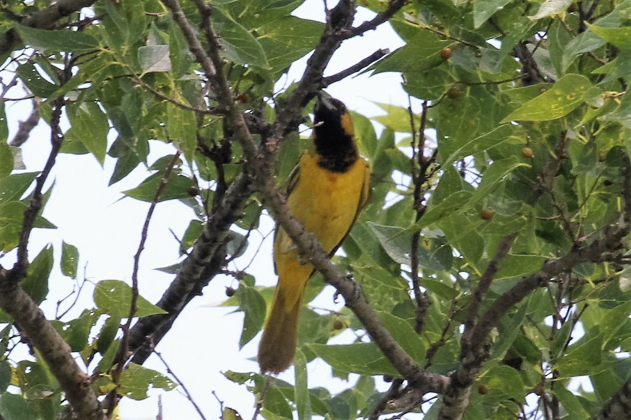 Orchard Oriole - ML63770641