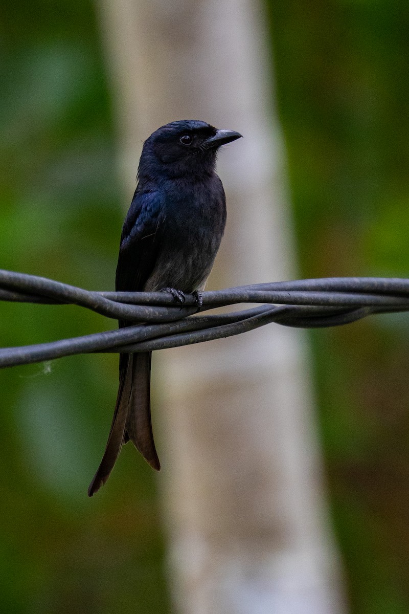 Graubrustdrongo - ML637706411