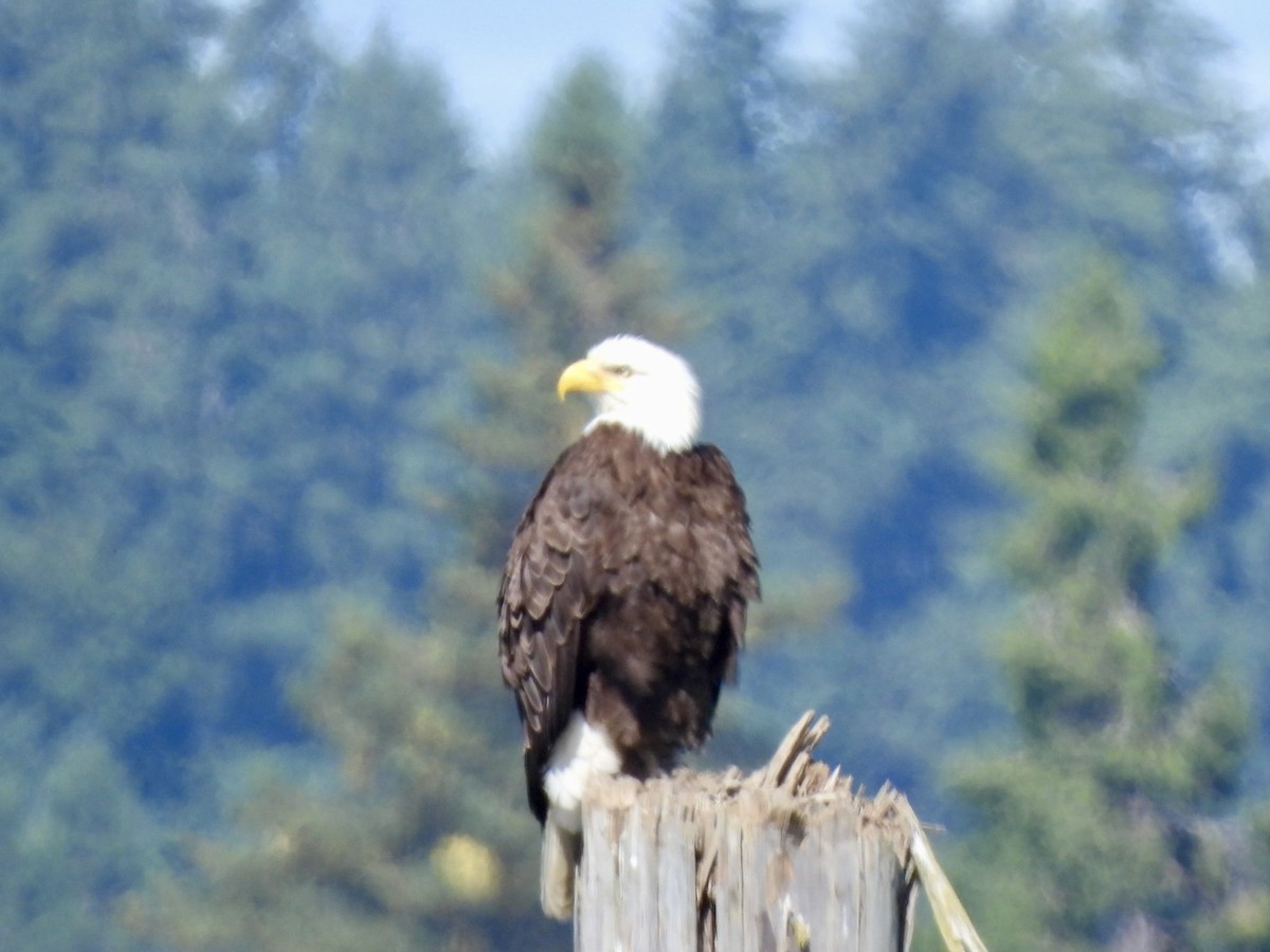 Weißkopf-Seeadler - ML637706416
