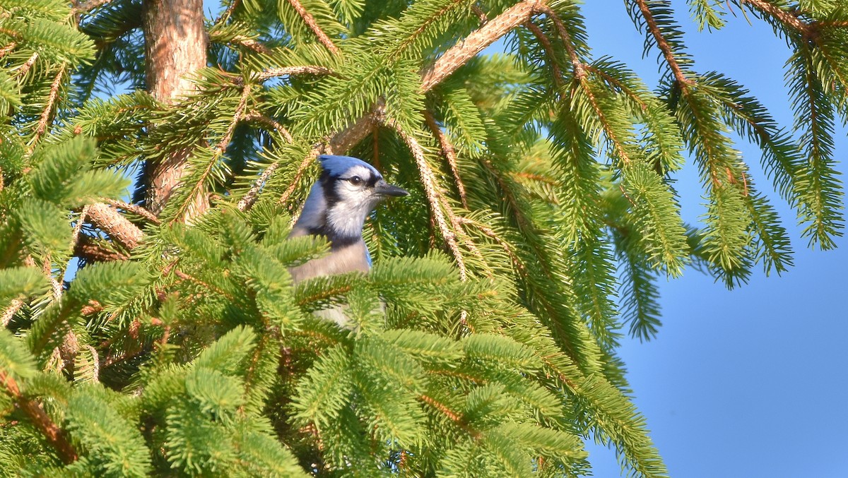 Blauhäher - ML637706418