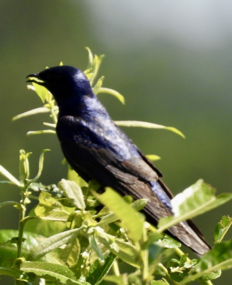 Purple Martin - ML637706424