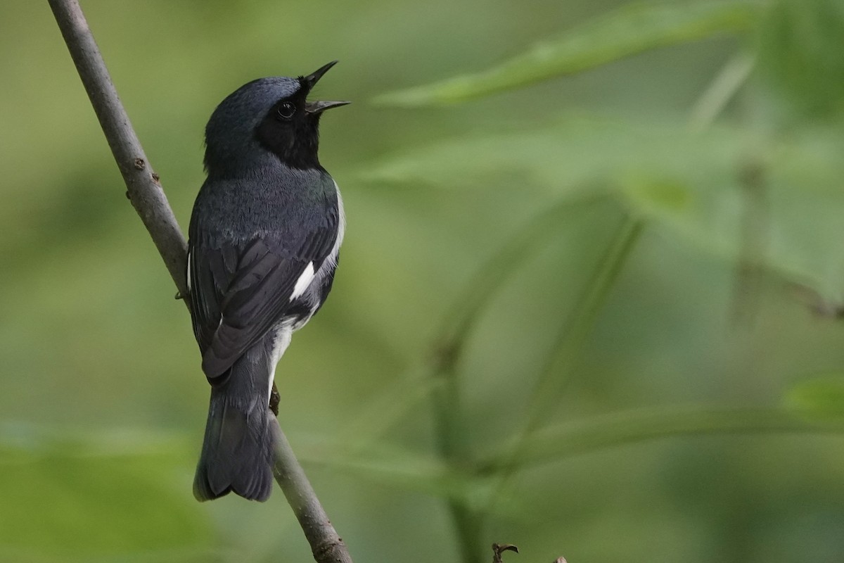 Black-throated Blue Warbler - ML637706430