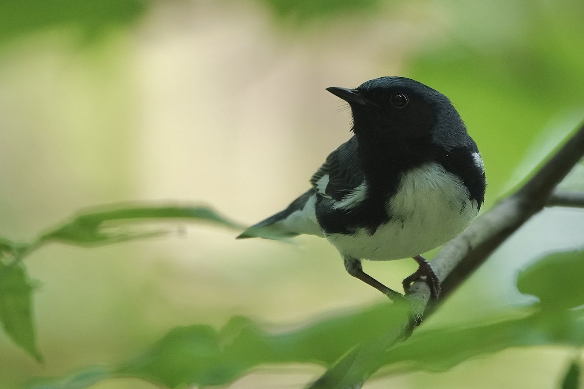 Black-throated Blue Warbler - ML637706431