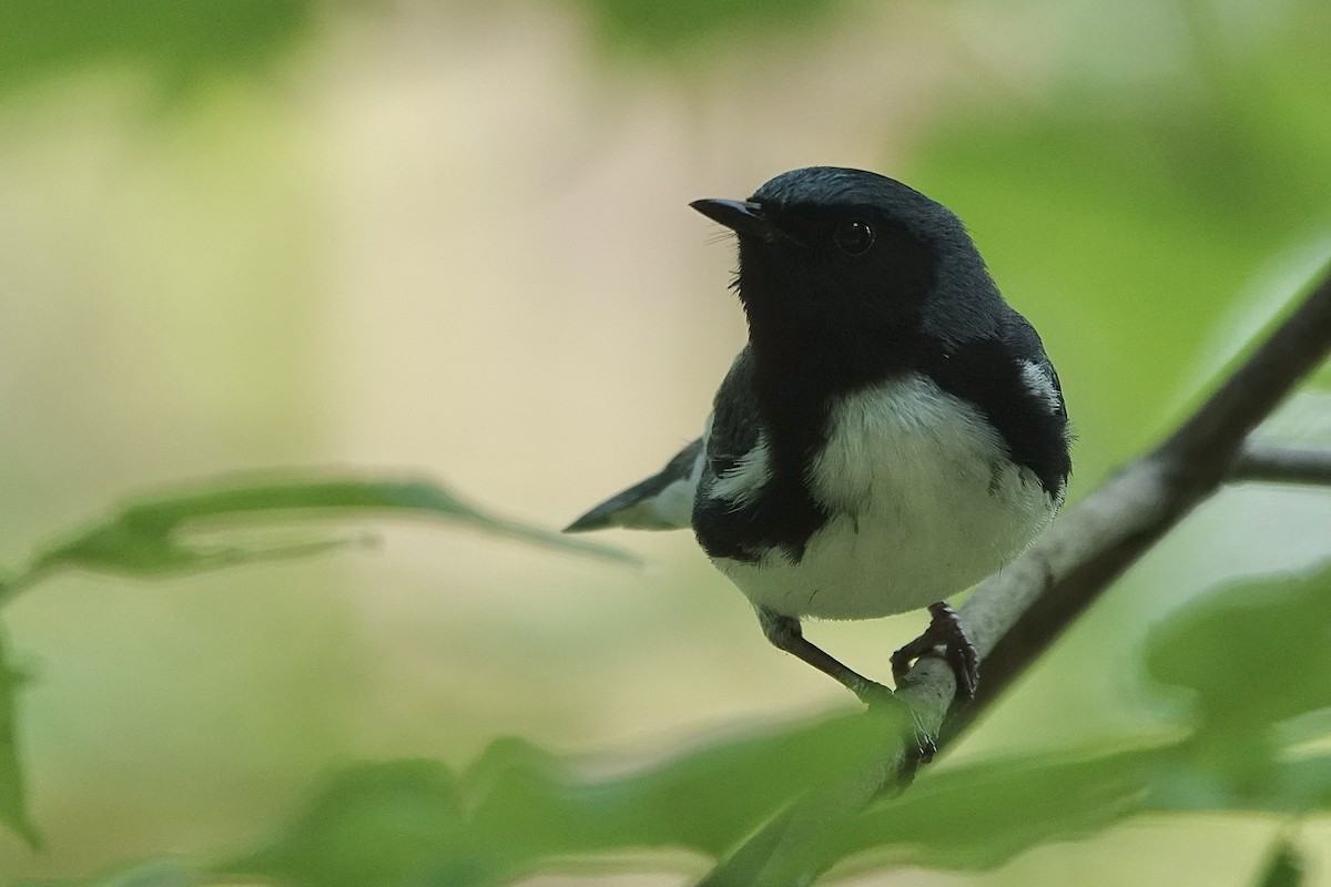 Black-throated Blue Warbler - ML637706432