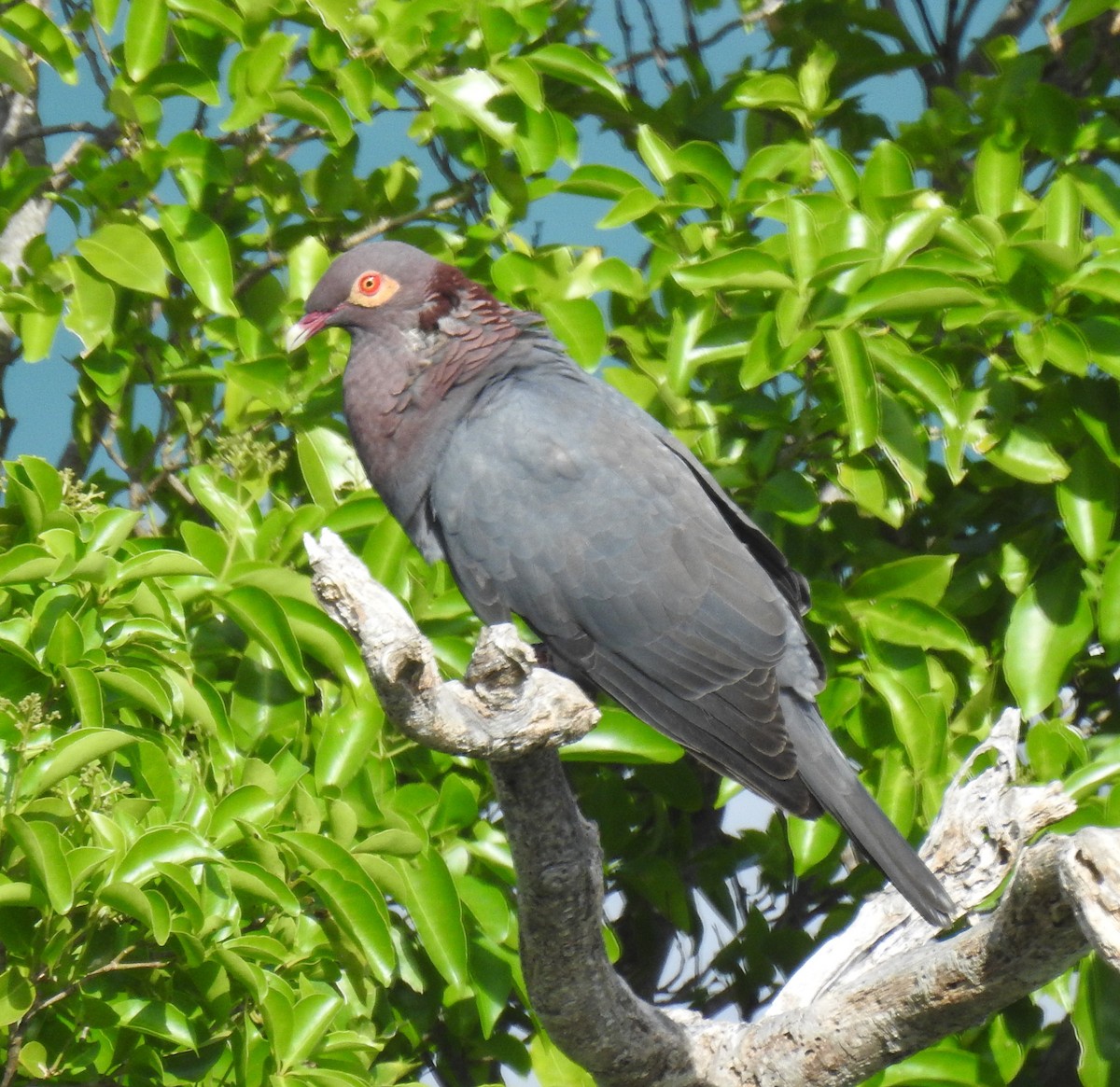 Scaly-naped Pigeon - ML637706442