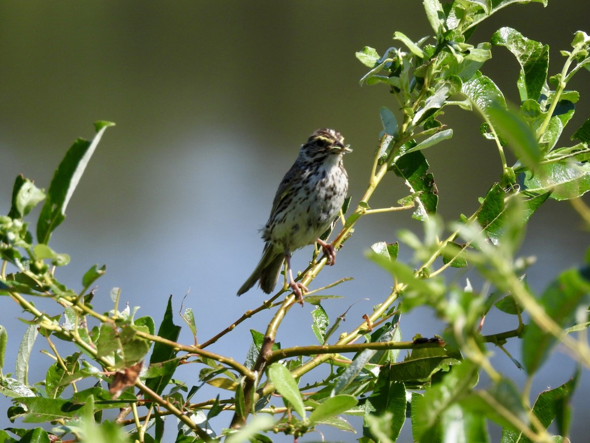 Savannah Sparrow - ML637706449