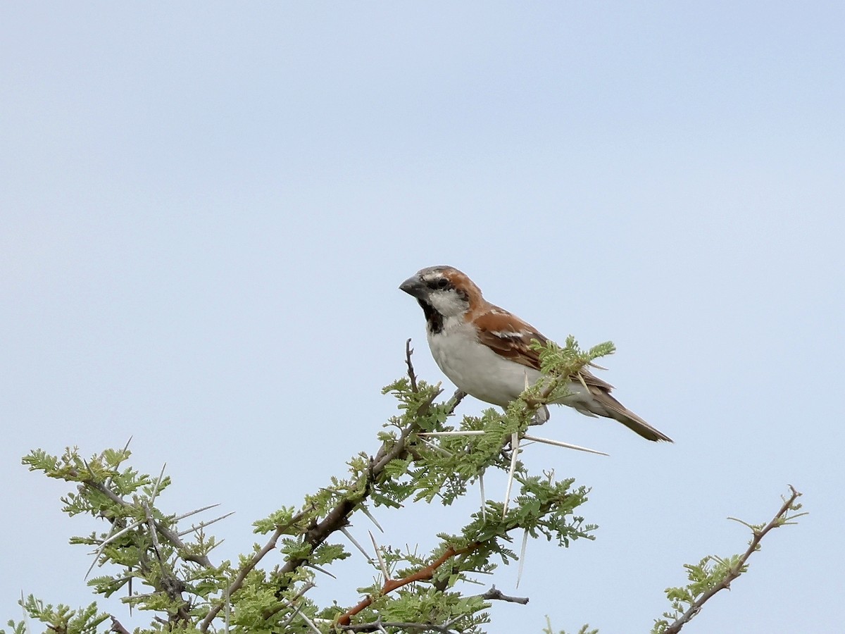 Great Rufous Sparrow - ML637706468