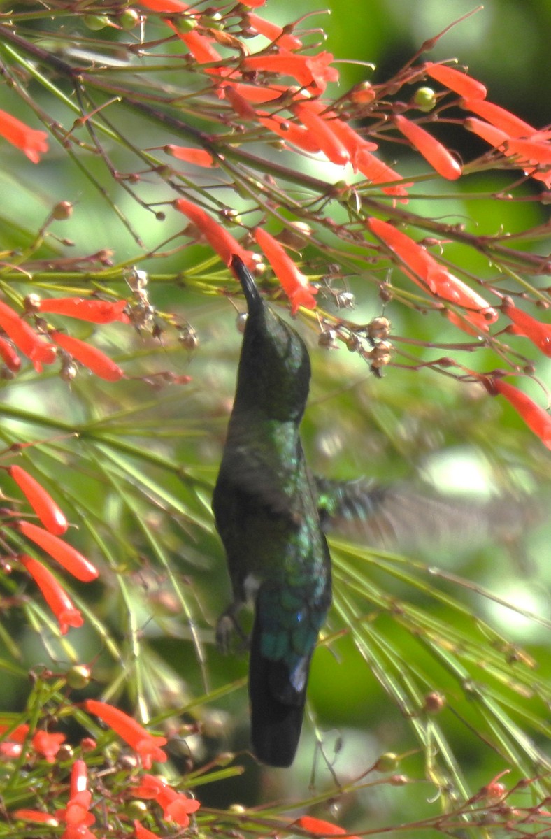 Green-throated Carib - ML637706473