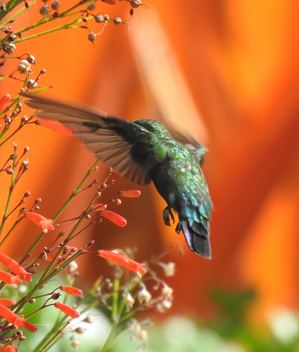 Green-throated Carib - ML637706487