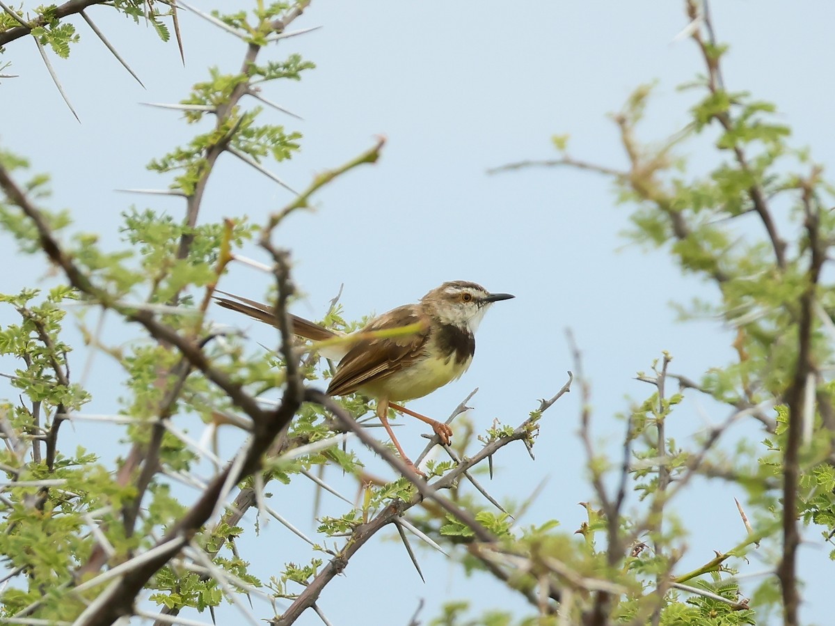 Black-chested Prinia - ML637706494