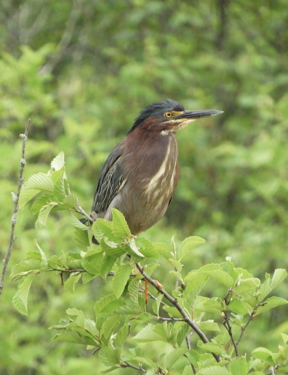 Green Heron - ML637706526