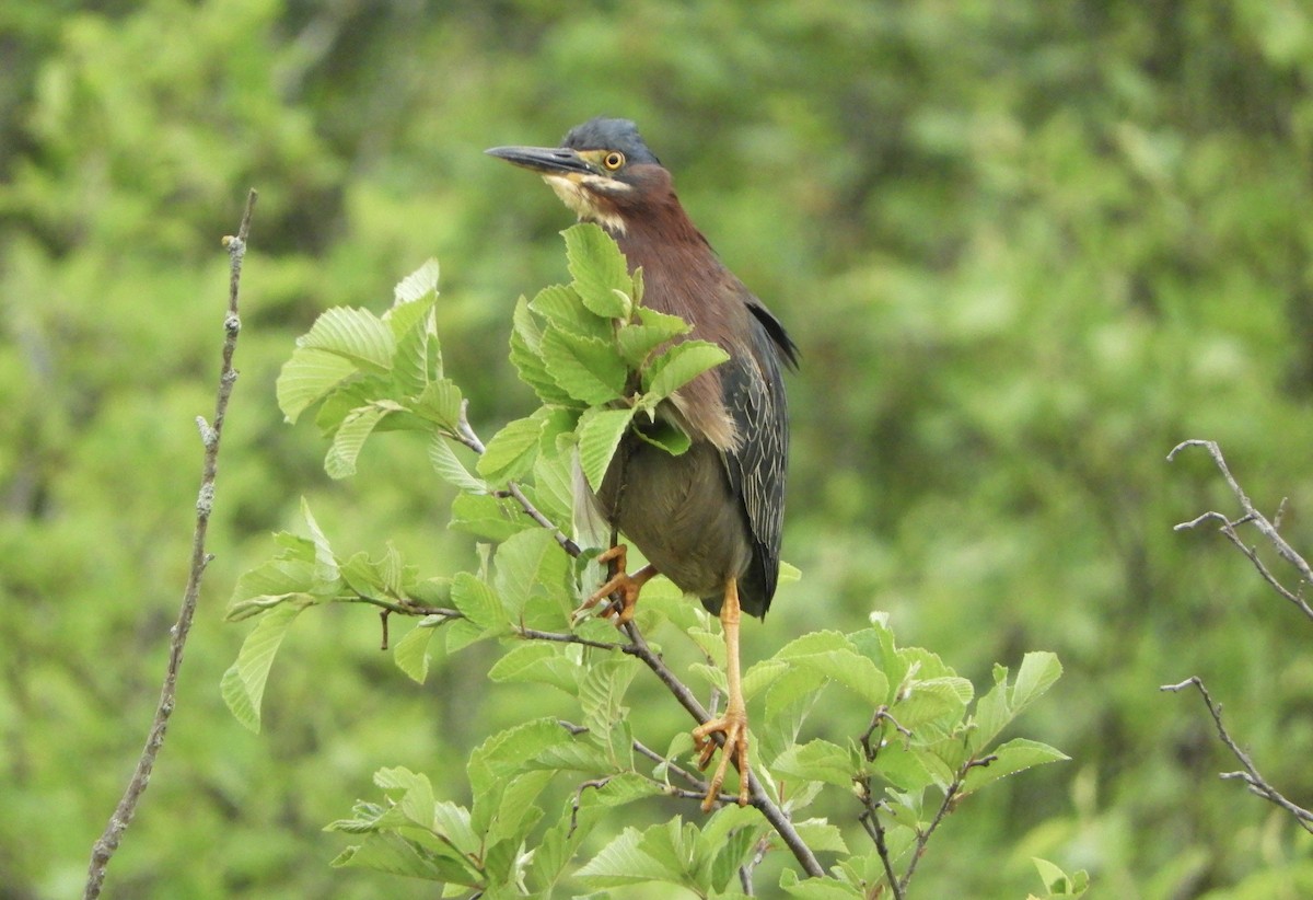 Green Heron - ML637706527