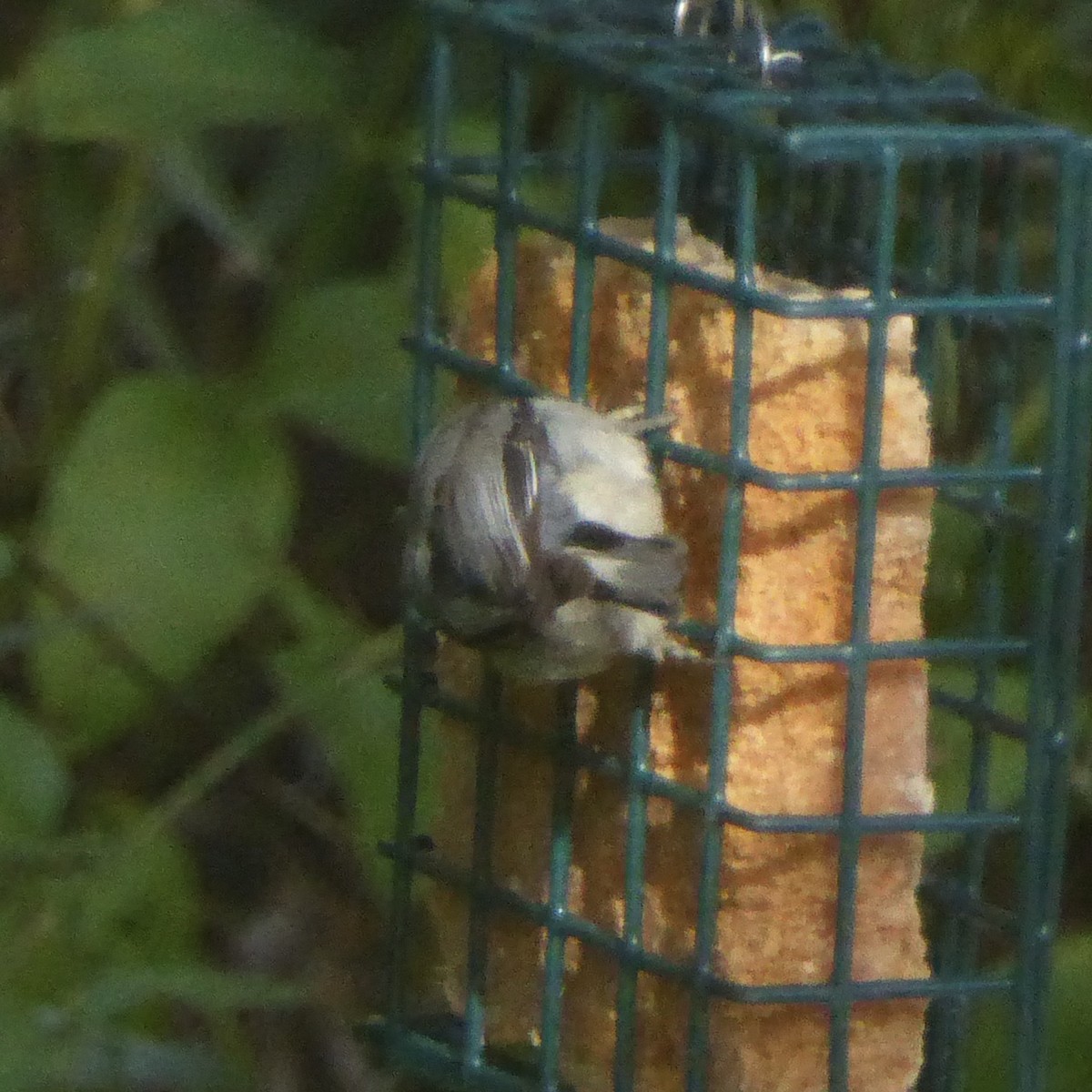 Pygmy Nuthatch - ML637706532