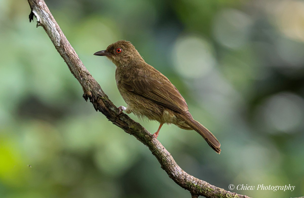 Red-eyed Bulbul - ML637706533