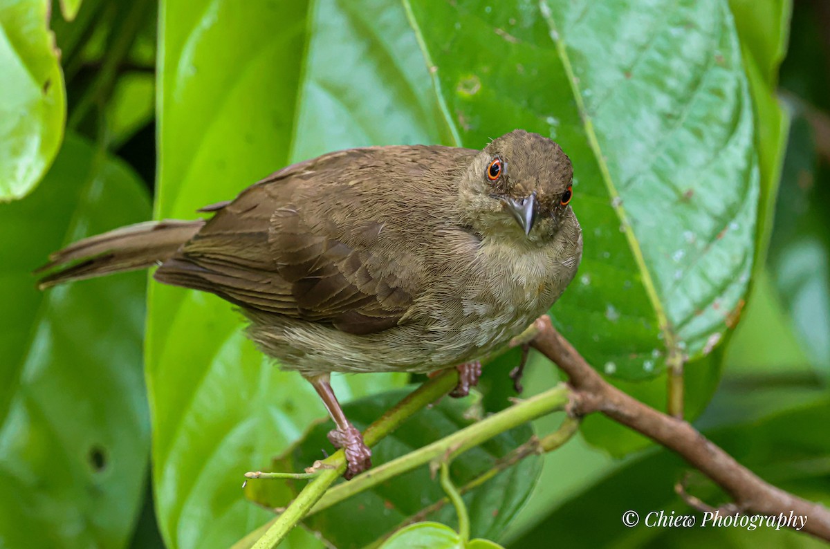 Red-eyed Bulbul - ML637706534